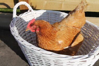 Pollo in un cesto