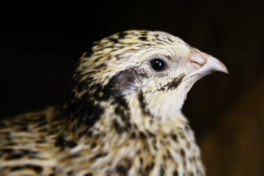 Quaglia Coturnix italiana