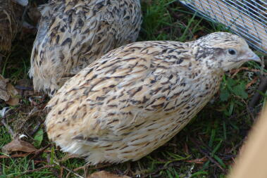 Una quaglia marrone, bianca e gialla in un giardino