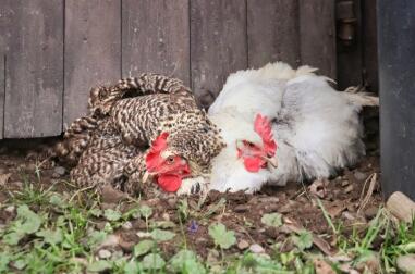 Un pollo marrone e uno bianco in un bagno di polvere