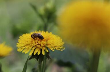 Ape su fiore