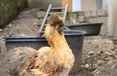 Un pollo marrone e nero in un giardino