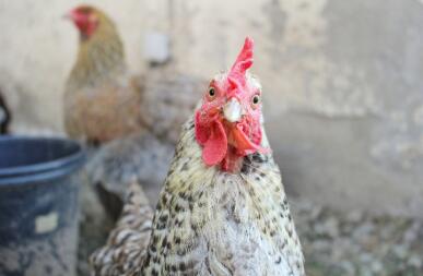 Pollo che guarda nella macchina fotografica