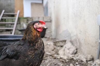 Un pollo che cammina su un giardino guardando un muro