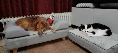 Cane e gatto che dormono sui loro Omlet Topology letti per cani