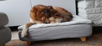 Cane che dorme su Omlet Topology letto per cani con topper trapuntato e piedi quadrati in legno