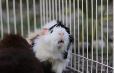 Cavia in gabbia