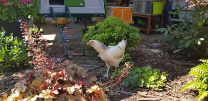 Un pollo bianco in un giardino con un Eglu Cube dietro di esso