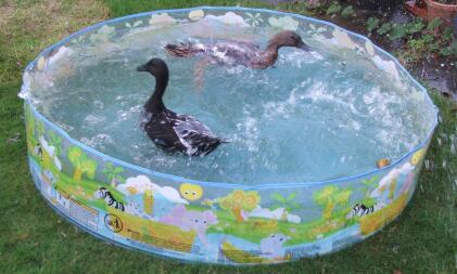 Divertimento nel bagno