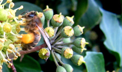 Primo piano di Bee on Ivy per raccogliere il polline