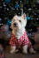 Cane con cappotto bianco e rosso