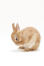 Un adorabile coniglietto nano della groenlandia che si pulisce da solo