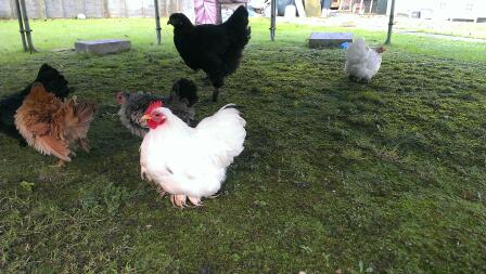 Alcuni del mio gregge, White Pekin (gallo e gallina), Black Pekin, Frizzle Serama e Black Brahma