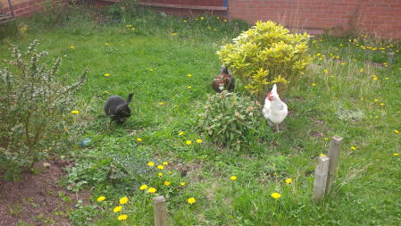 presentando il nostro gatto alle galline. non sappiamo ancora chi fosse più spaventato