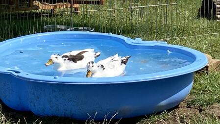 Mack e Mabel my Magpie Call Ducks