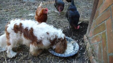 Un cane che mangia il cibo delle galline.