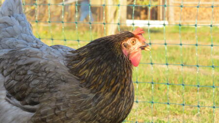 Un pollo che guarda un recinto Omlet 