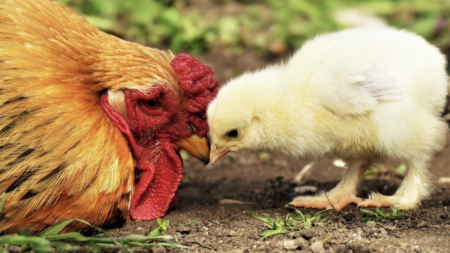 Una gallina madre arancione e un piccolo pulcino giallo in un giardino