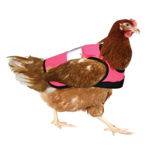 Pollo che indossa un giubbotto rosa hi vis