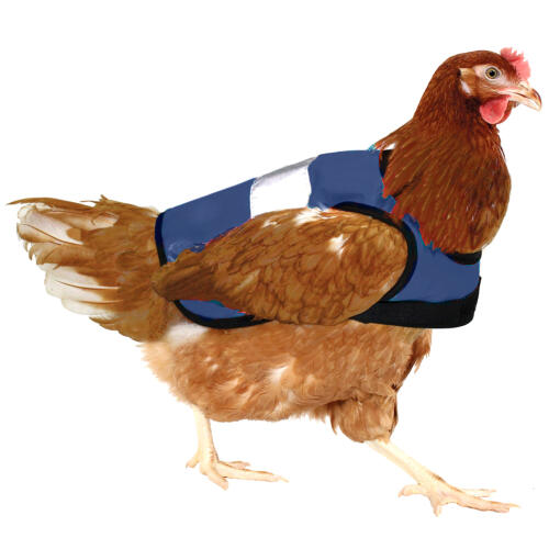 Giacca di pollo hi-vis blu