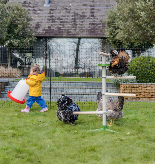 Un bambino accanto a galline che giocano su un trespolo indipendente con recinti per galline sullo sfondo.