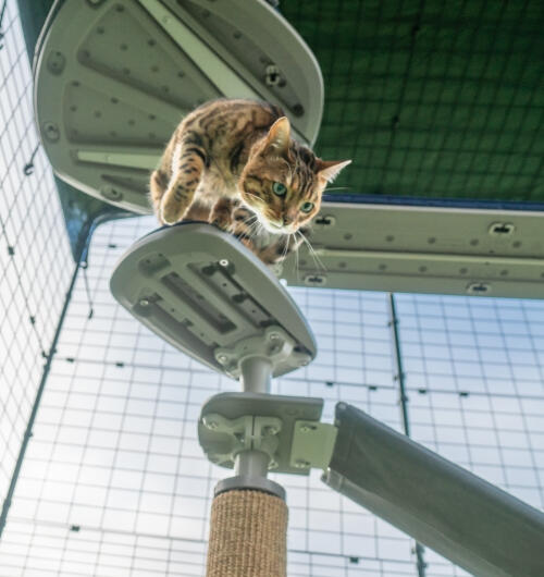 Un gatto che si arrampica sui gradini attaccati all'albero per gatti da esterno Freestyle 