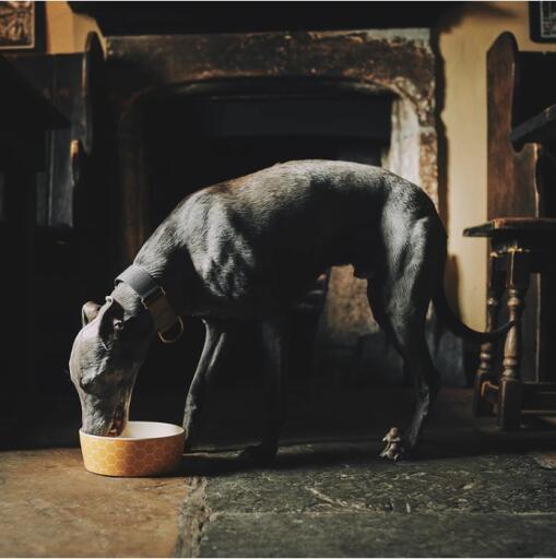Cane che mangia da una ciotola di cibo giallo modello a nido d'ape