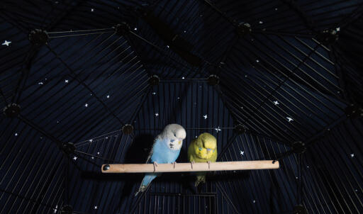 Pappagallini appollaiati dentro Omlet Geo gabbia per uccelli con copertura notturna sulla gabbia