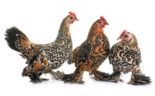 Bantam-trio