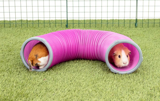 Due porcellini d'india che si nascondono in un tunnel.