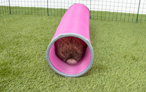 Coniglio in Zippi tunnel di gioco