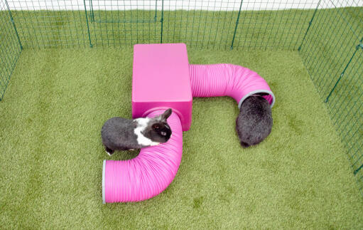 Conigli che si arrampicano su Zippi rifugio e tunnel di gioco