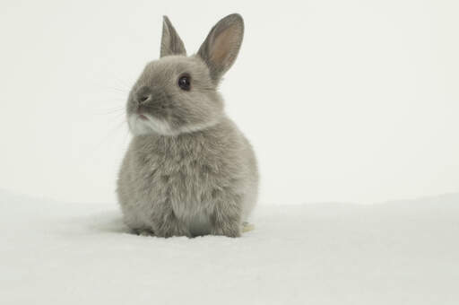 Un adorabile piccolo coniglio nano della groenlandia con una morbida pelliccia grigia