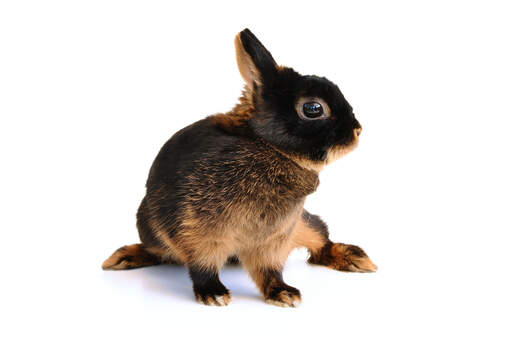 Un bellissimo giovane coniglio abbronzato con un incredibile manto marrone scuro e orecchie corte