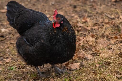 Australorps-giardino dei polli