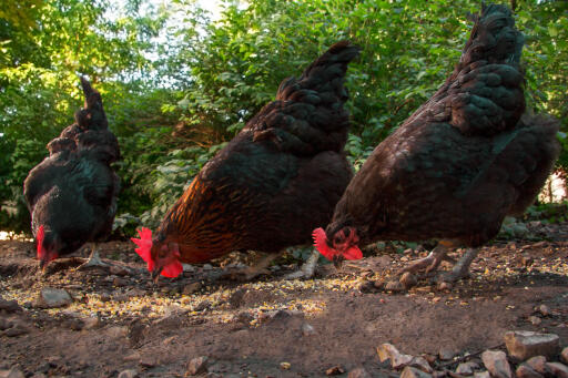 Australorps-peccato di pollo