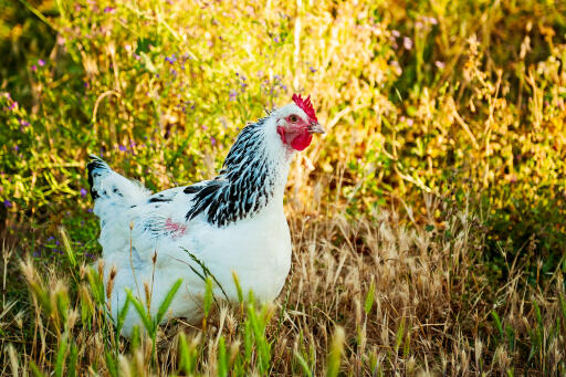 Delaware-pollo-in-campo