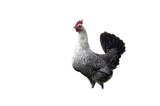 Pollo fayoumi-sfondo bianco