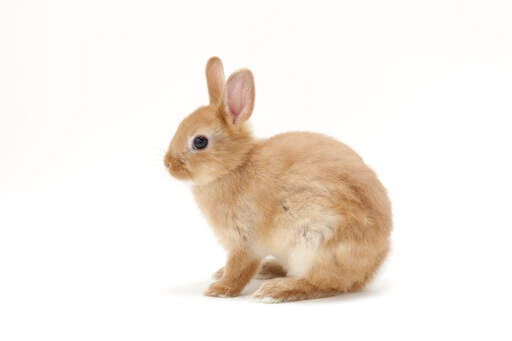 Un bellissimo giovane coniglio nano della madrepatria