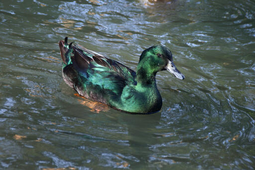 Anatra nera dell'india orientale sull'acqua