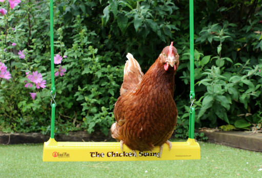I polli amano sedersi sull'altalena per polli