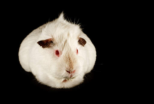 Una bella piccola cavia aGouti con pelo bianco e occhi rossi