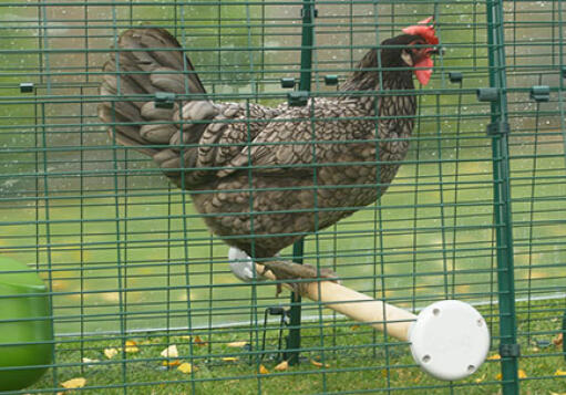 Una gallina che fa una pausa dalla caccia ai vermi