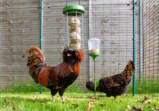 Caddi è il complemento perfetto al Poppy e al Pendant peck toys per tutte le vostre esigenze di alimentazione del pollo.