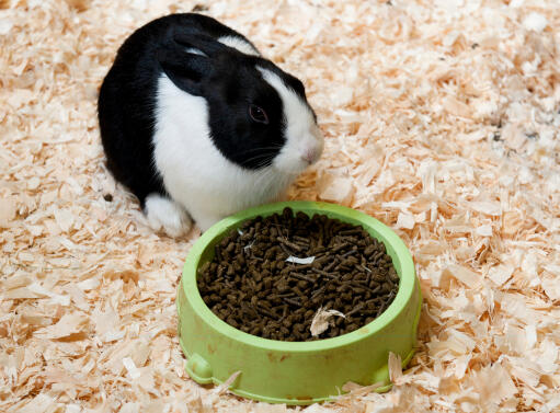 Un bellissimo coniglio olandese bianco e nero che si Gode il suo cibo