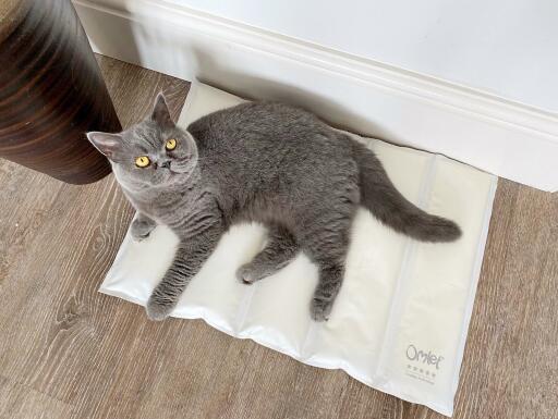 Un gatto sdraiato su un tappetino fresco.