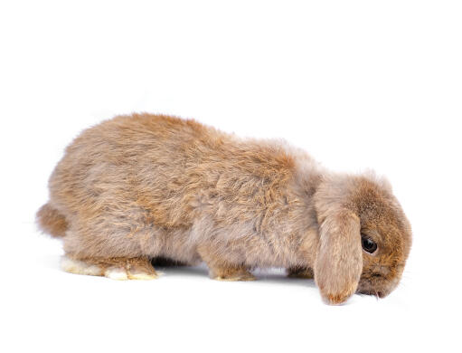 L'adorabile manto trasandato di un coniglio lop francese