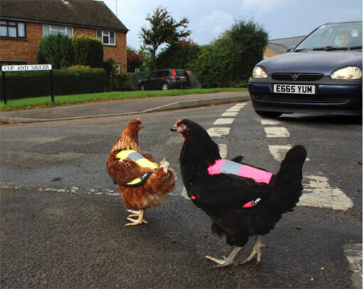 Tenere i polli al sicuro sulla strada!