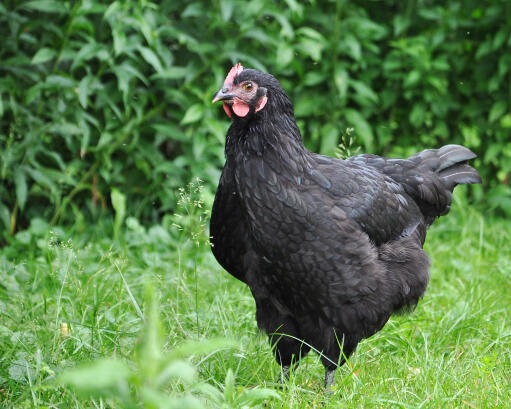 Australorps-pollo-nero