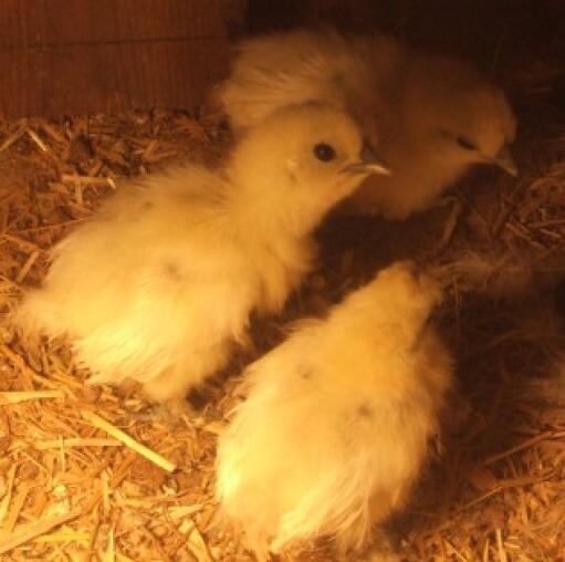 Galline silkie